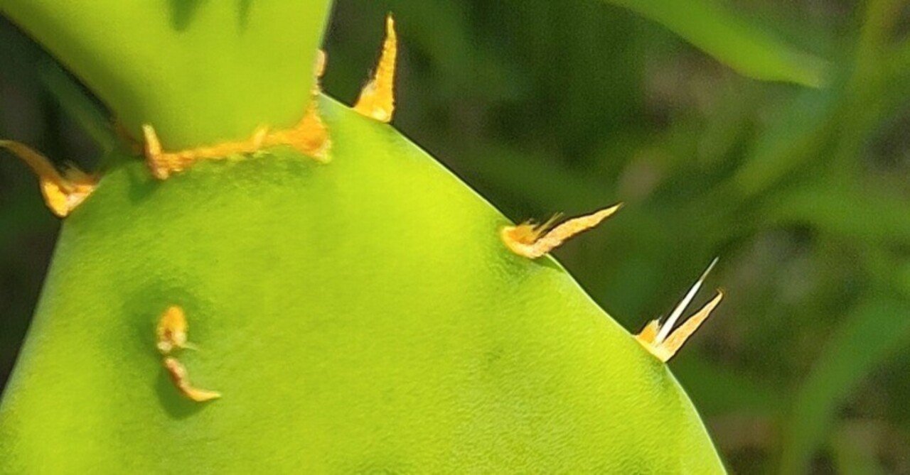 球形サボテン 緑色と白色のトゲ 球形サボテン 緑色と白色のトゲ サボテンの一覧（種類）｜多肉