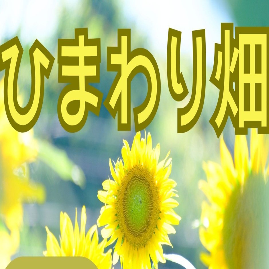 🌻那珂市のひまわり畑が見頃を迎えました！【なかLuckyFM公園