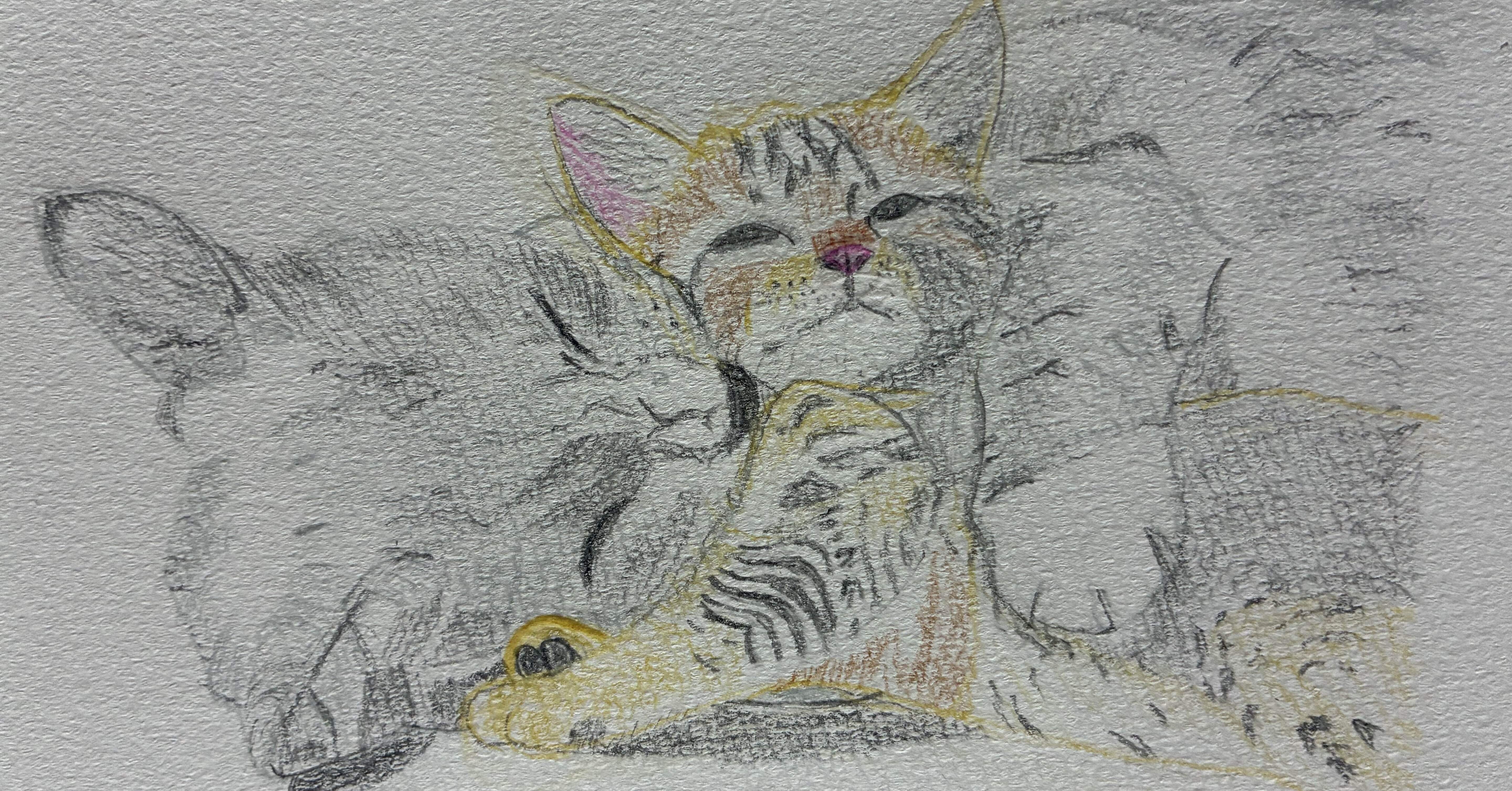 まるちゃんです　色鉛筆画 猫の親子の色鉛筆画です。｜まる
