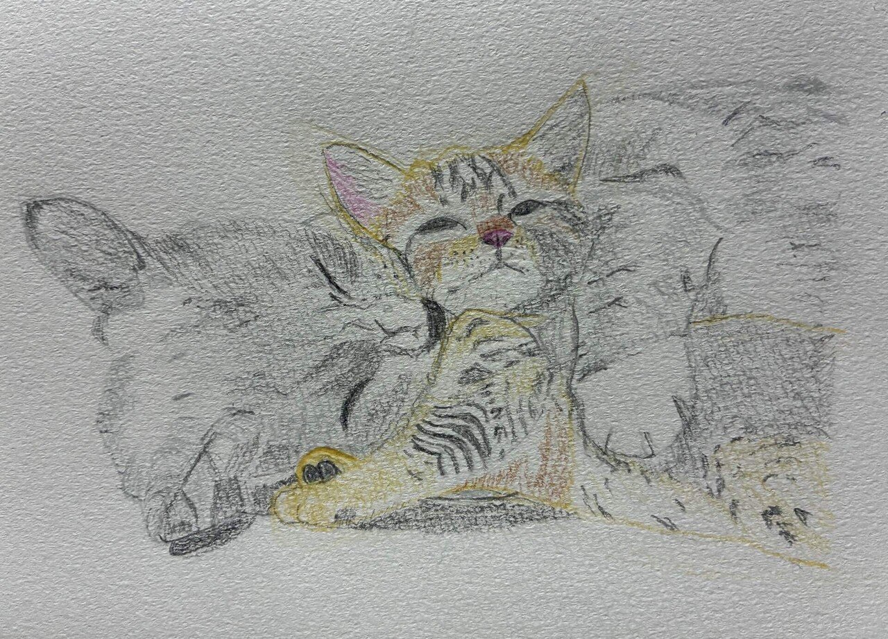 猫の親子の色鉛筆画です。｜まる