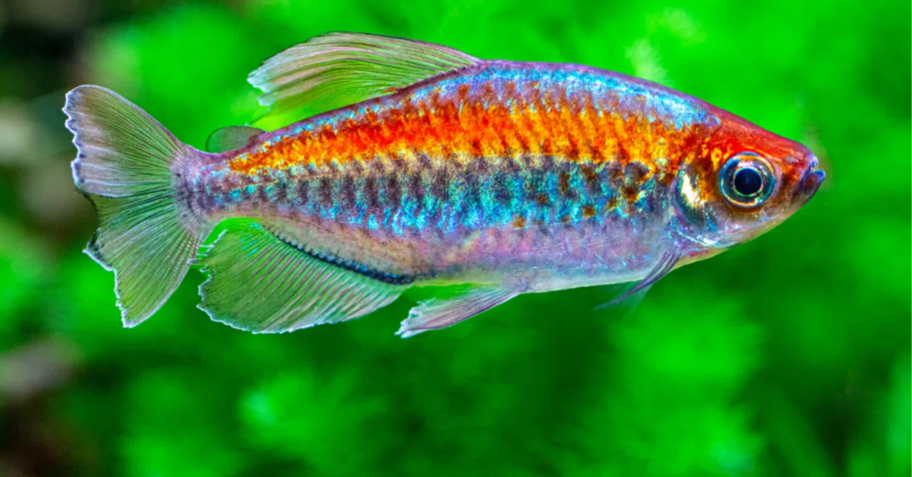 虹色の宝石魚コンゴテトラのすべて！生態から飼育法、驚きの秘密まで 