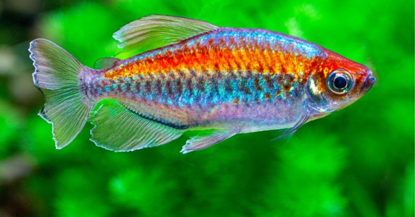 ロングノーズ・クラウンテトラ｜熱帯魚・アフリカカラシンの仲間