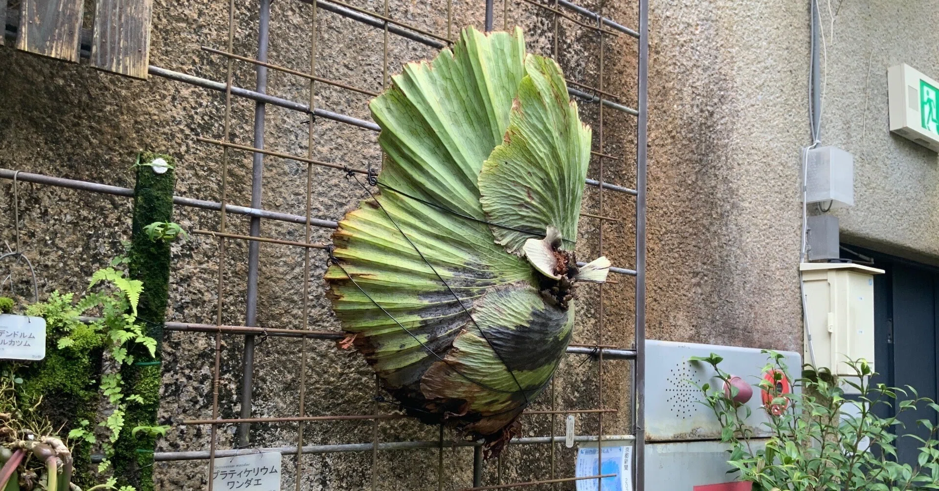 プラティケリウム・アルキコルネ（ビカクシダ，京都府立植物園観覧温室