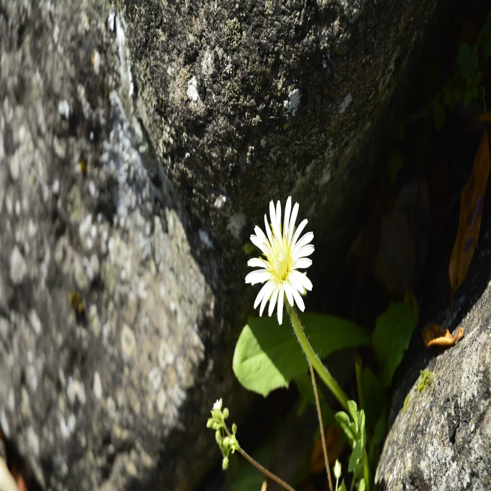 雑談 - Nikon D5000番台｜Daichi Okamoto