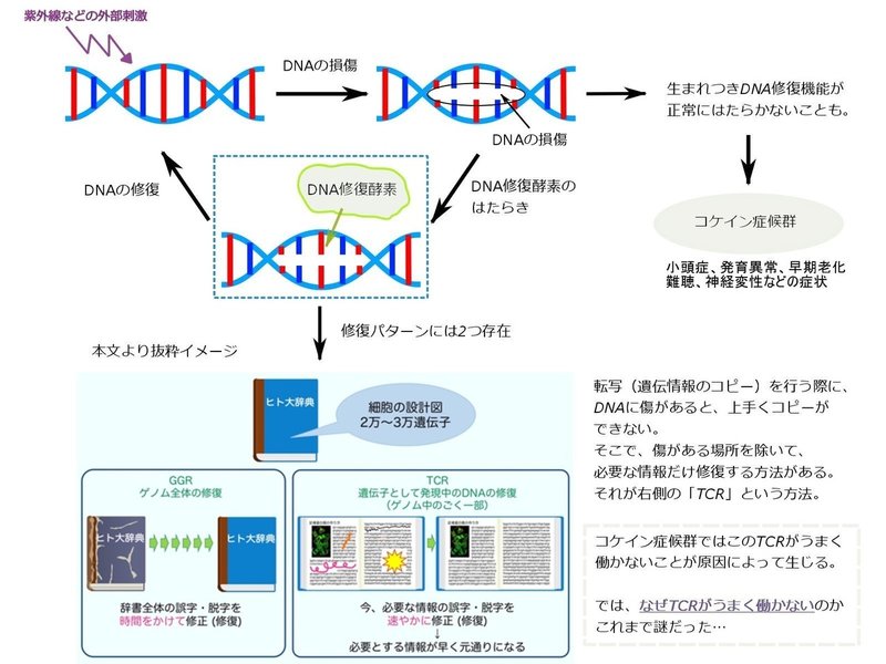 DNAの修復メカニズム完