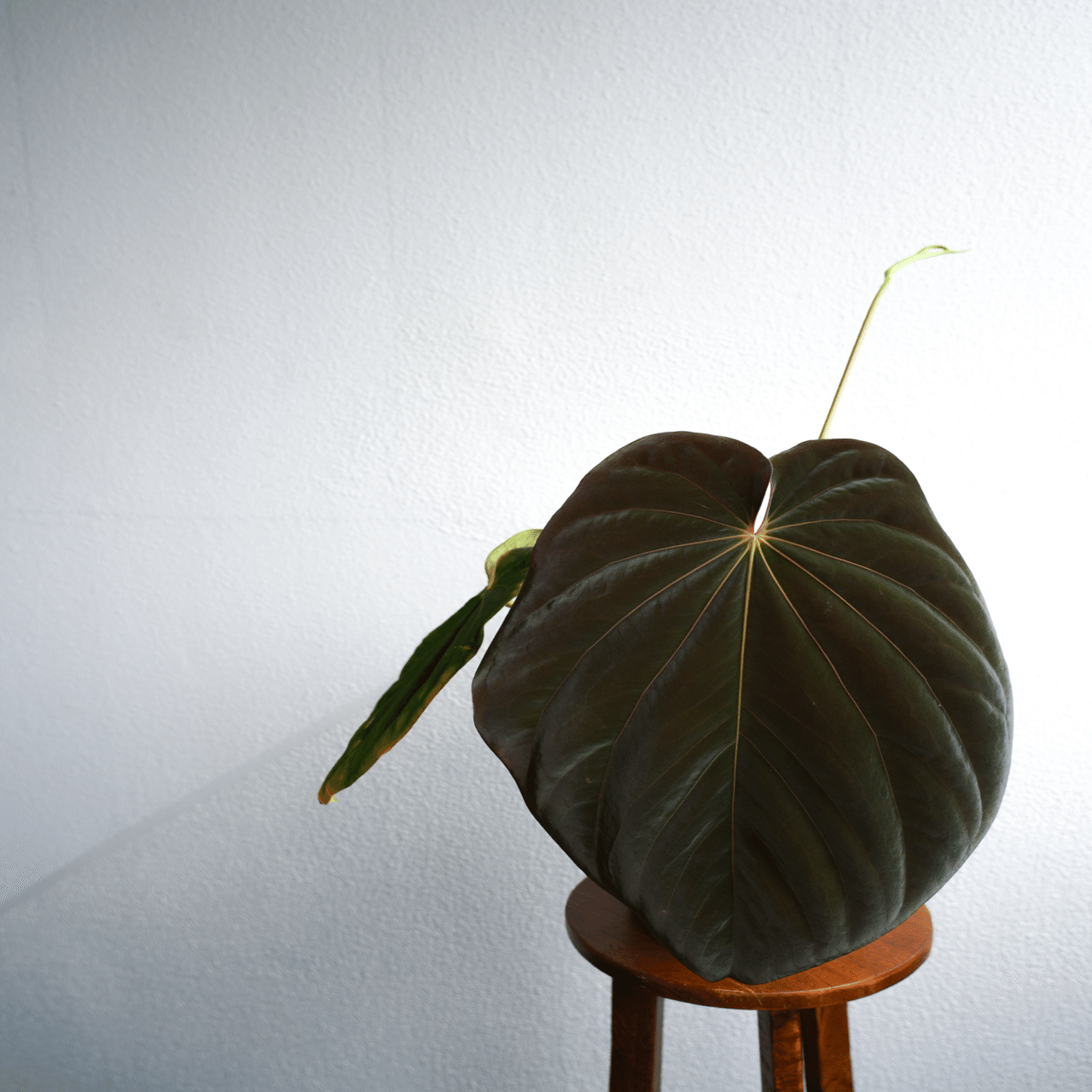 🌱Anthurium antolakiiについて🌱｜acu_s_forest