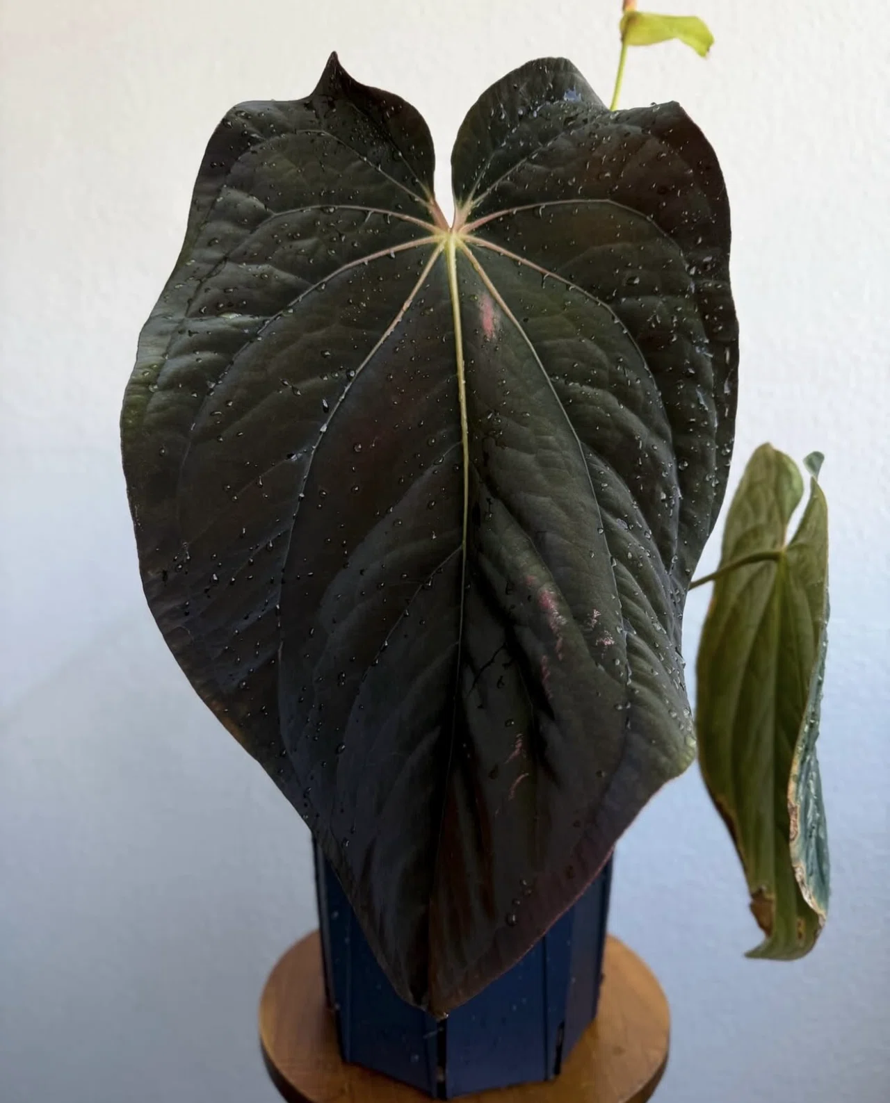 🌱Anthurium antolakiiについて🌱｜acu_s_forest