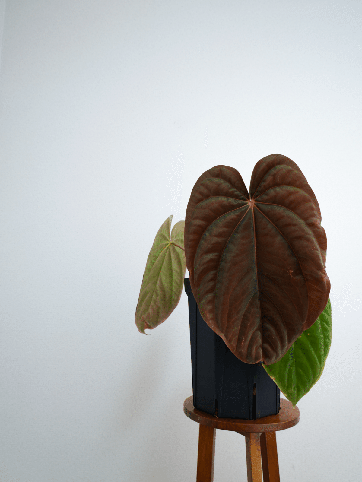 🌱Anthurium antolakiiについて🌱｜acu_s_forest