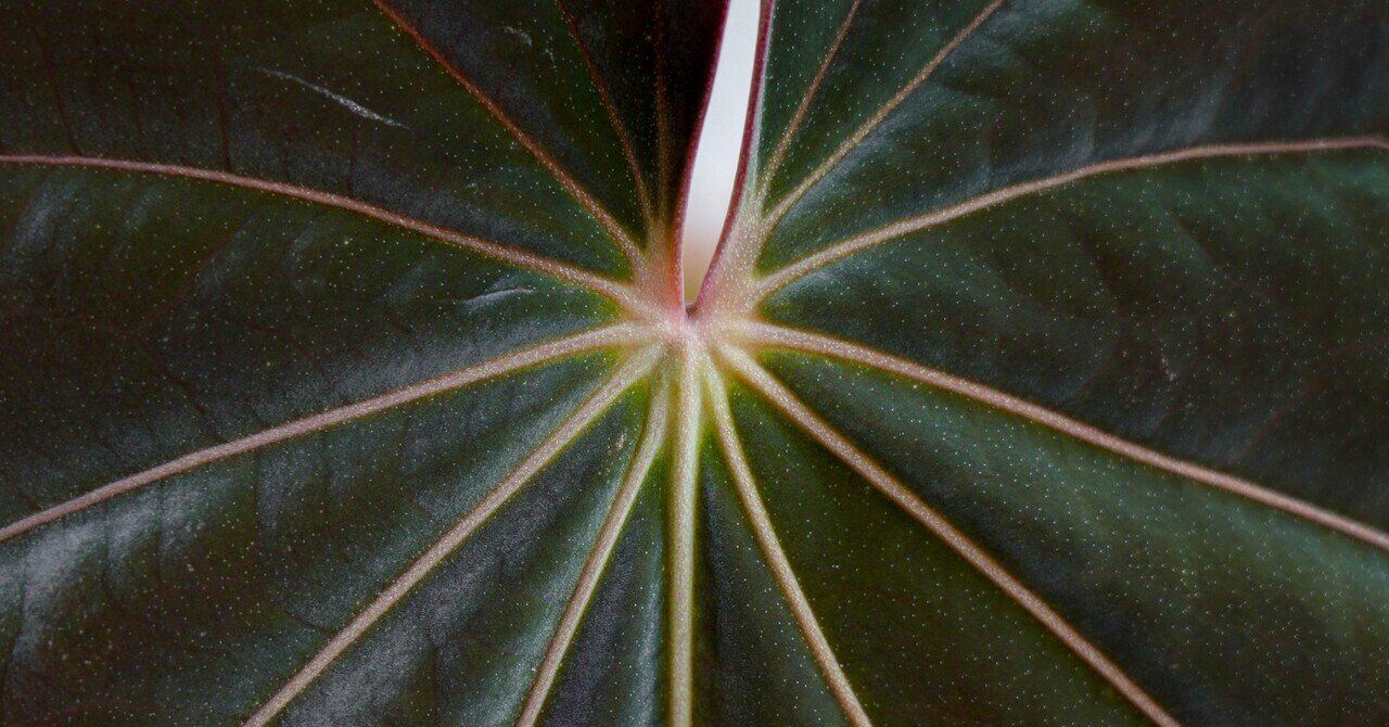 そ*う様 (division )anthurium antolakii scot Anthurium antolakii