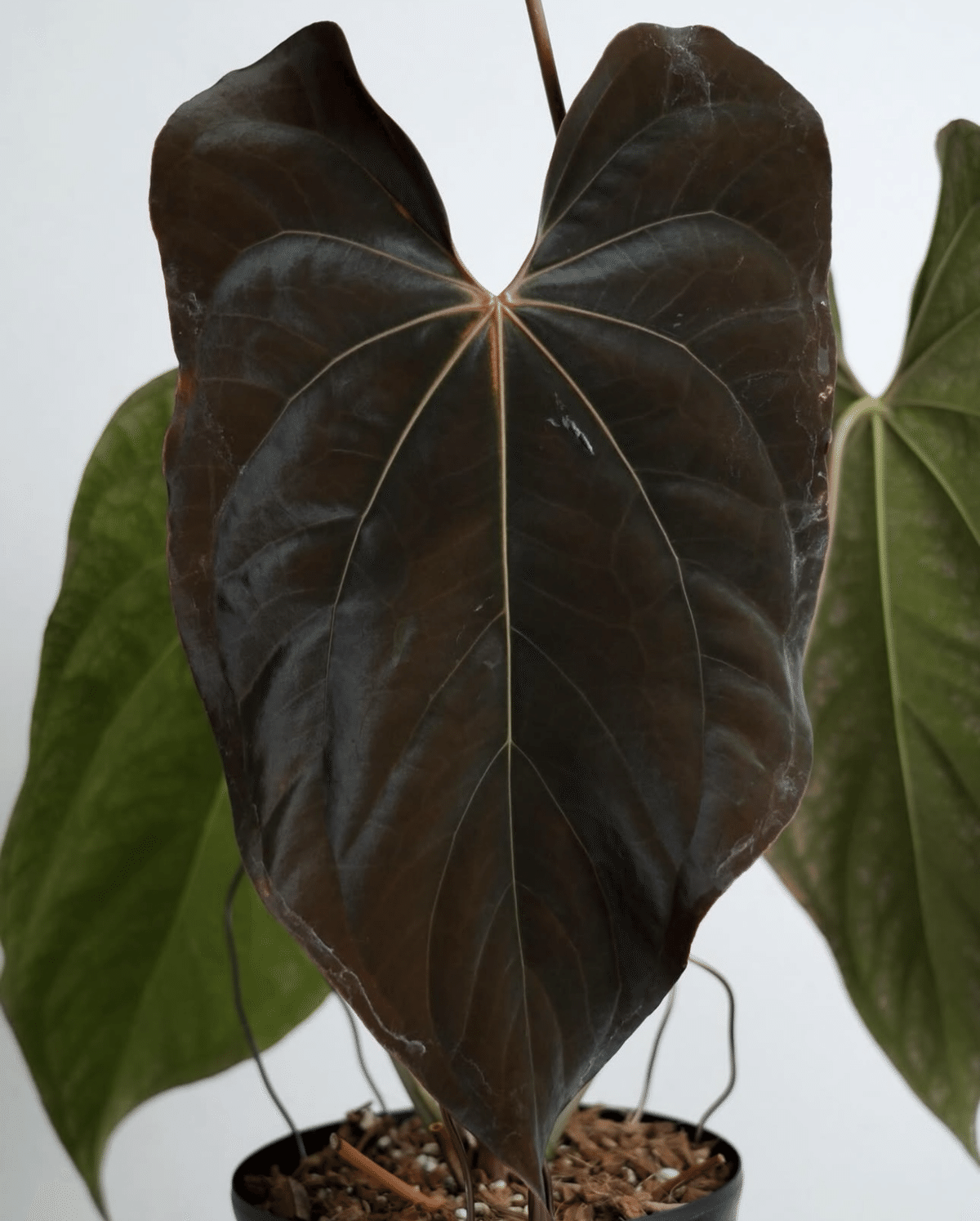 🌱Anthurium antolakiiについて🌱｜acu_s_forest