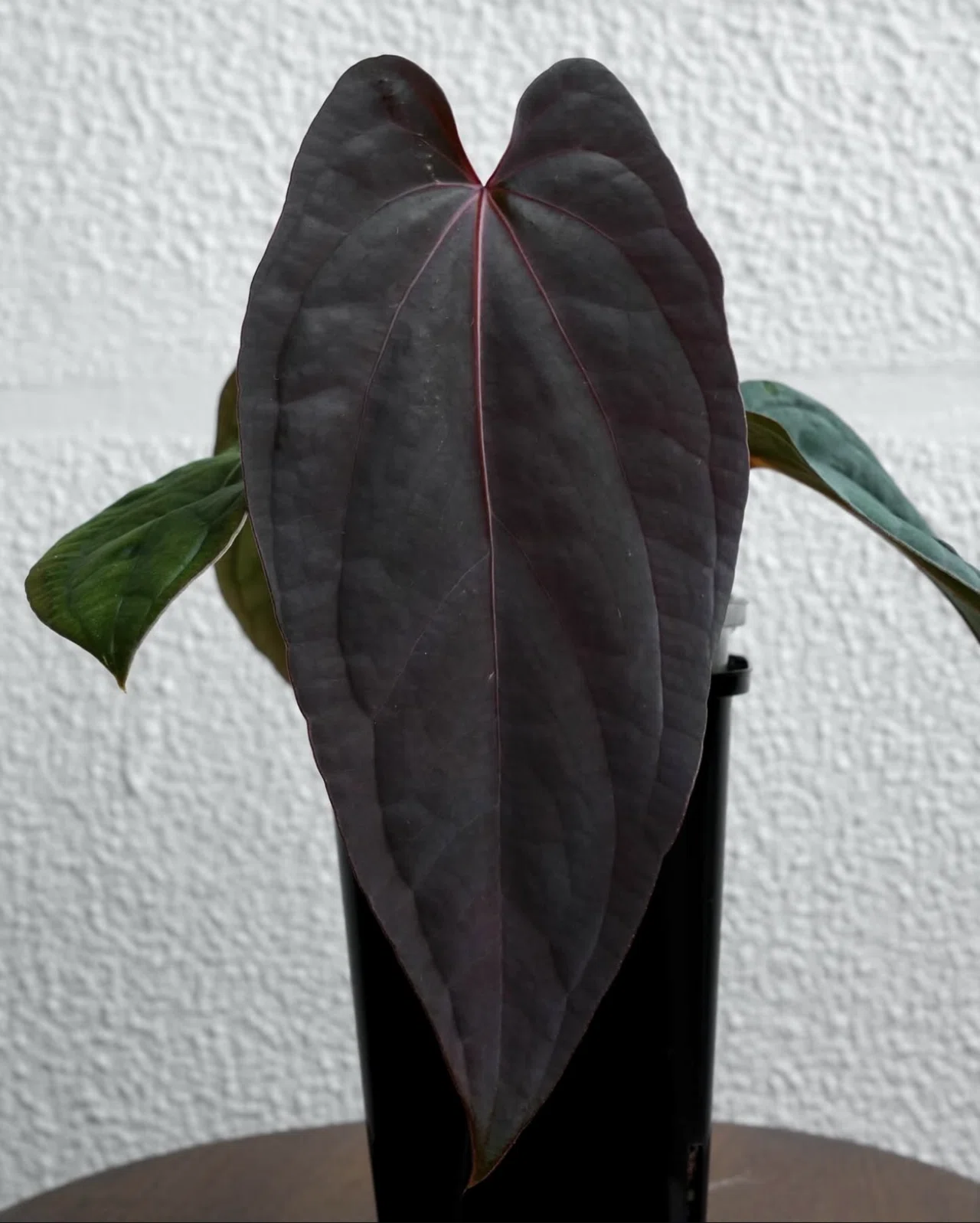 🌱Anthurium antolakiiについて🌱｜acu_s_forest