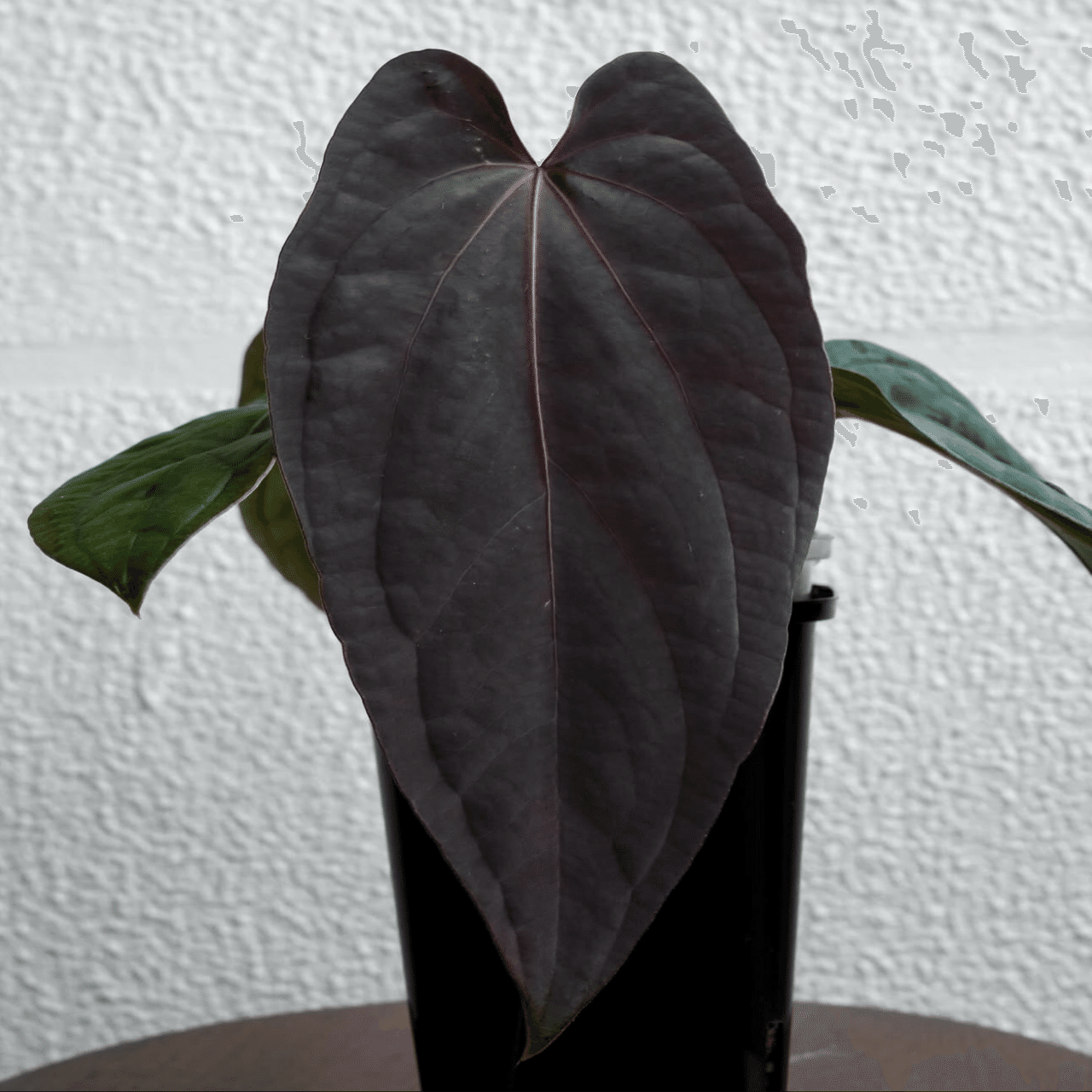 🌱Anthurium antolakiiについて🌱｜acu_s_forest
