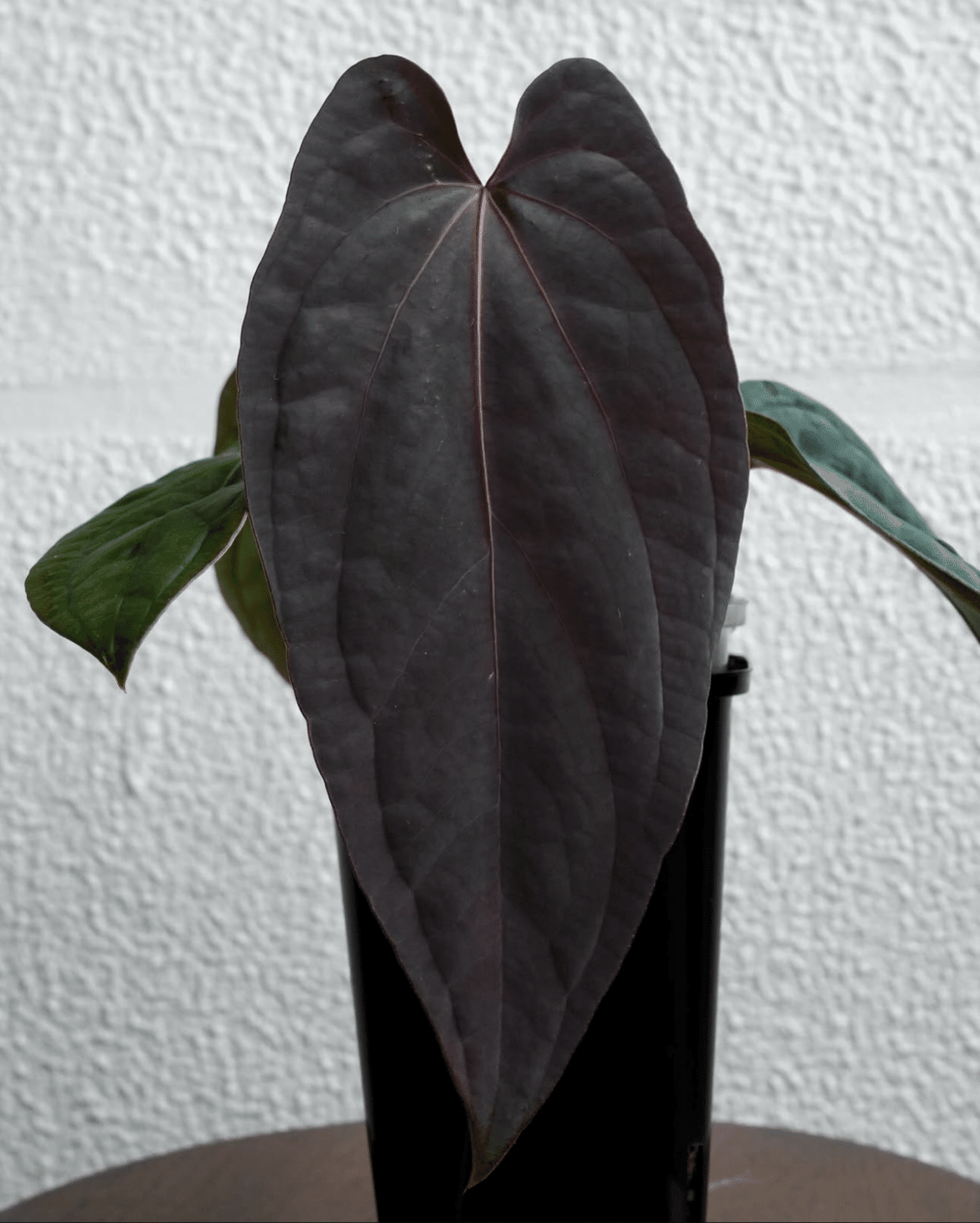 r*n様 アンスリウム　antolakii x RVDP Anthurium Antolakii (BVEP) Round x RA1