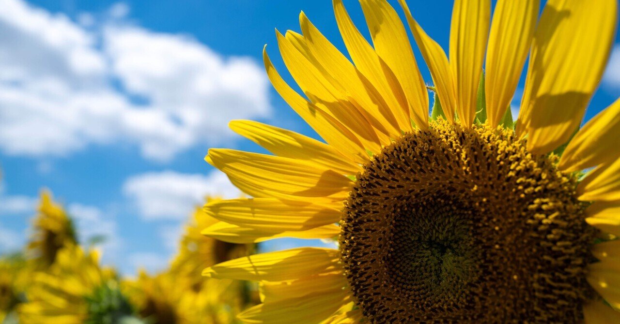 清瀬ひまわりフェスティバル / Kiyose Sunflower Festival【2025