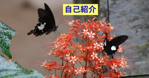 東南アジアの蝶完全ガイド--前提事項3： 採集・撮影地案内--その2