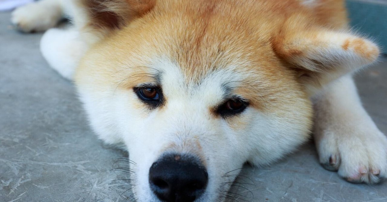 天然記念物日本犬 倉福荘 今日は秋田犬天然記念物指定の日｜さくら餅