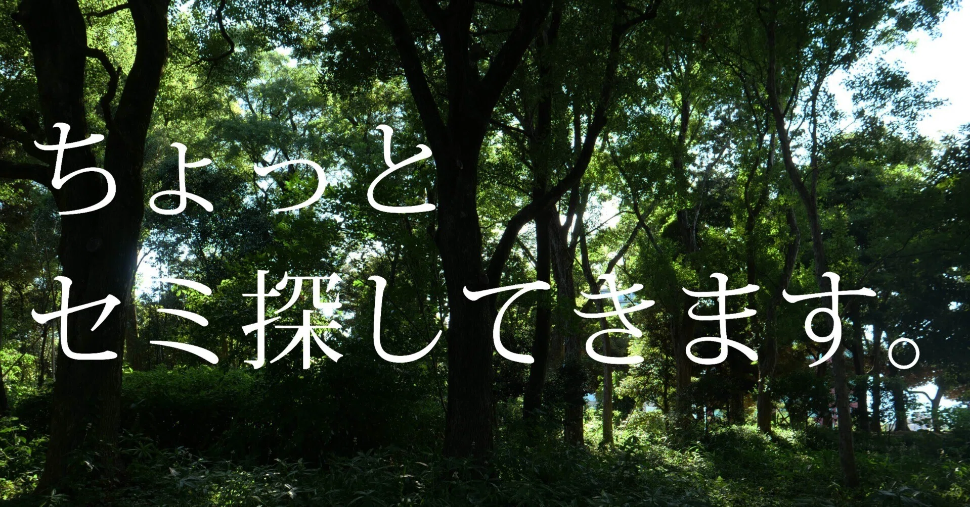 ちょっとセミ探してきます。｜ブンイチ（文一総合出版）