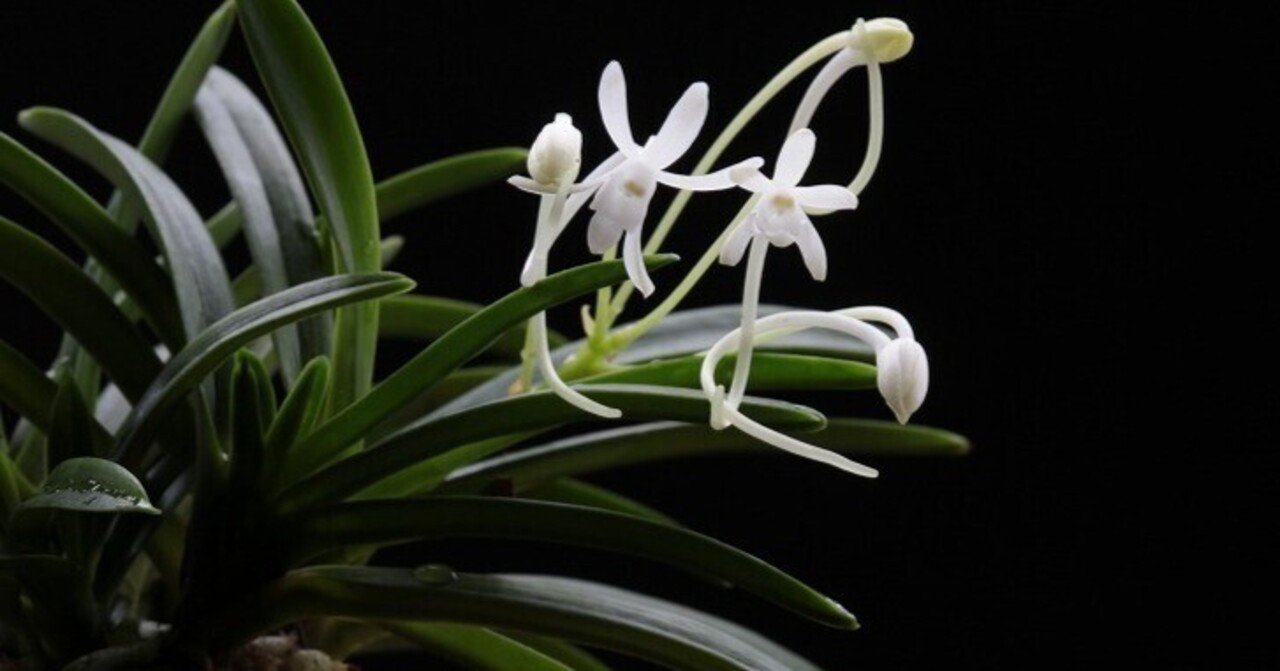 【迎春価格早い者勝ち】富貴蘭「不老白」最上柄 花彩＊富貴蘭 【大和錦揚貴姫】寄せ植え2本立 風蘭 春蘭