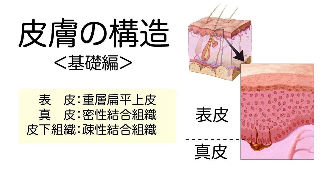 解剖学 基礎 皮膚の構造 かずひろ先生 黒澤一弘 解剖学 Note