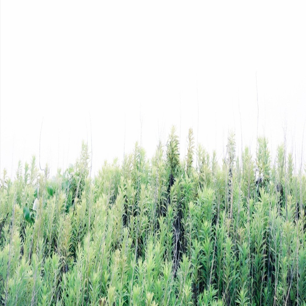 LeicaからZfへ｜カメラを変えて見えてきた、自分の“写真の色”とその