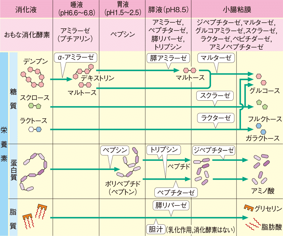 R.L.ディッキンスン 図解性の生理と解剖 1967年 【70%OFF!】