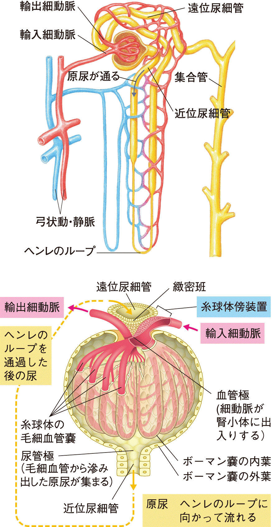 R.L.ディッキンスン 図解性の生理と解剖 1967年 【70%OFF!】