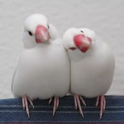 ジェニー