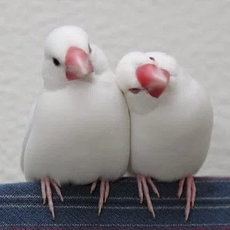 ジェニー