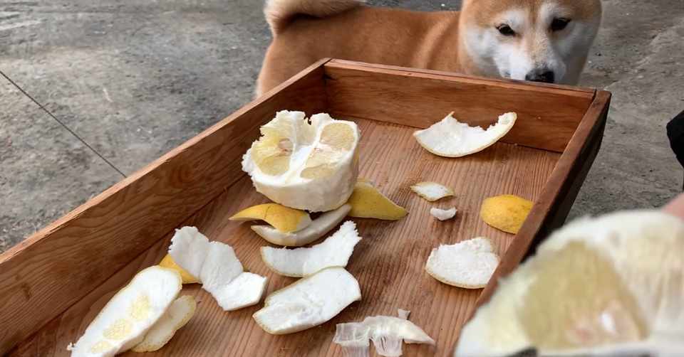 サワーポメロが食べたい 03 07日記 中村一般 Note