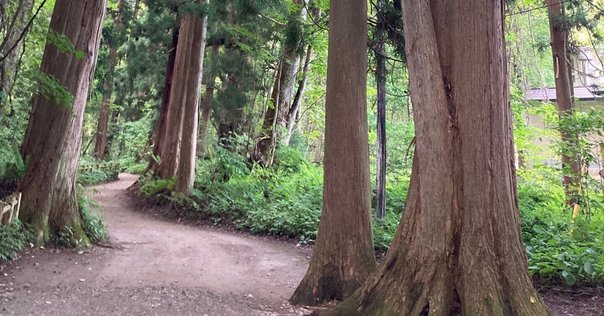 春の顔 山上樹実雄句集/ふらんす堂/山上樹実雄（単行本） 山上樹実雄全句集より、『眞竹』を読む。｜紫乃