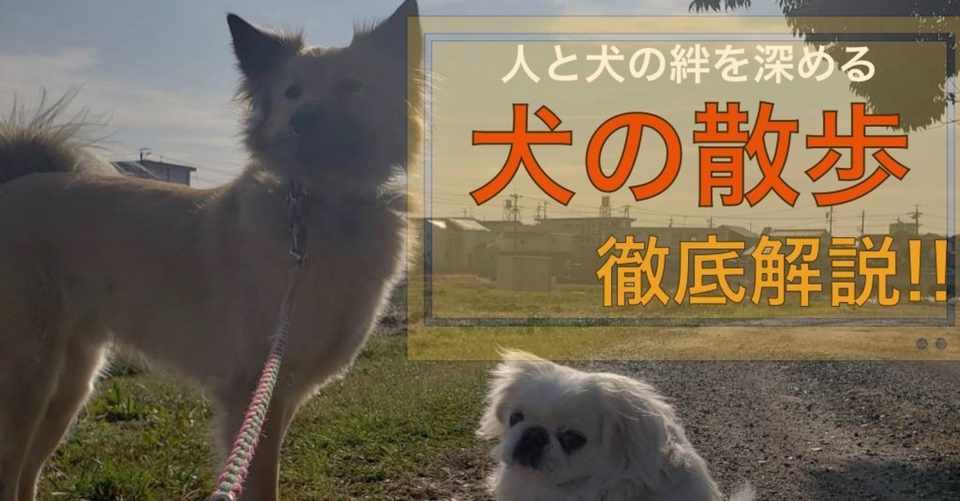 犬の散歩の必要性について徹底解説 ドッグライフサポーター 獅子パパ Note