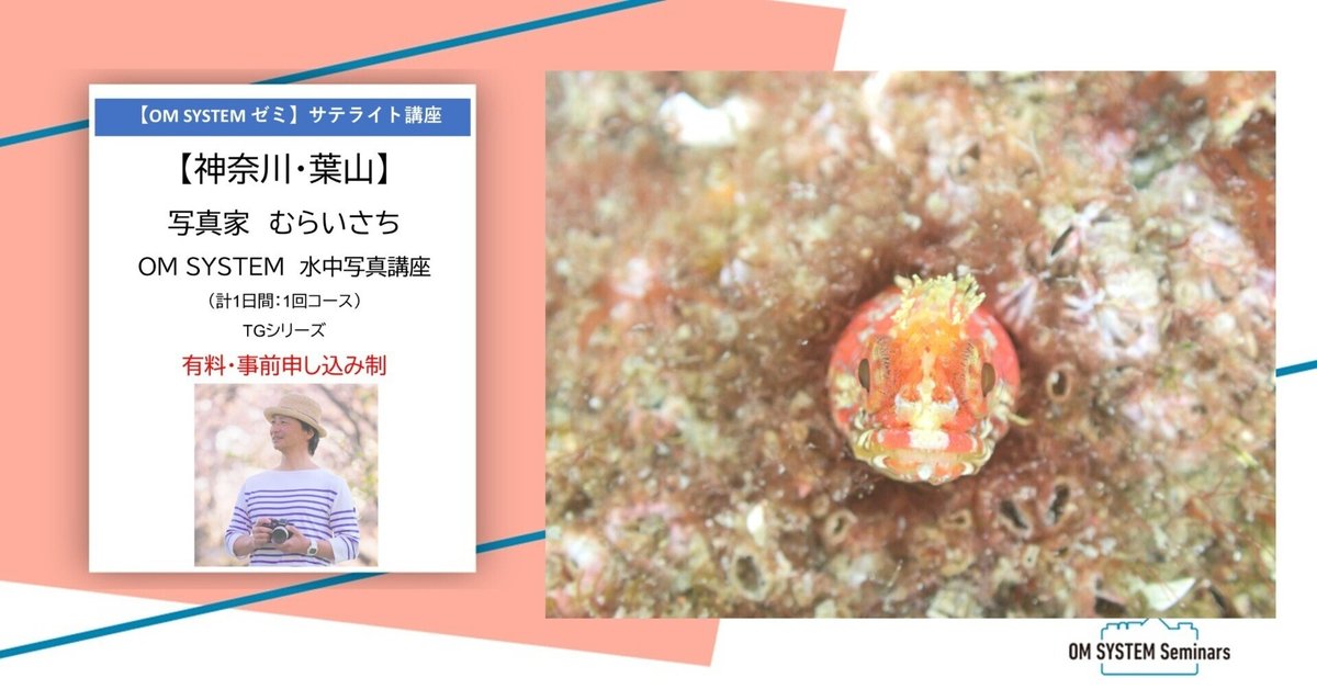 神奈川・葉山】2025年11月9日開催 写真家 むらいさち 水中写真