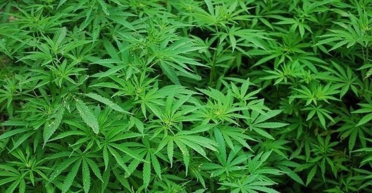 僕 大麻大好きなんです でも 辞めてるんです Doane どーん Note