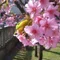 miho.m