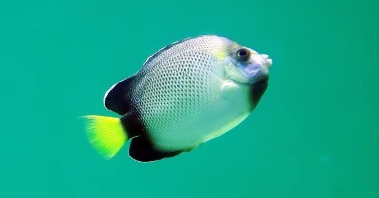 インディアンイエローテールエンゼルフィッシュの魅力5選｜ラブちん