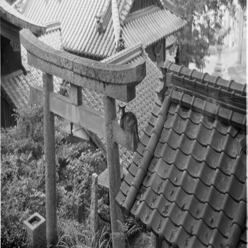 鎮守の森｜しまなみフォトライフ