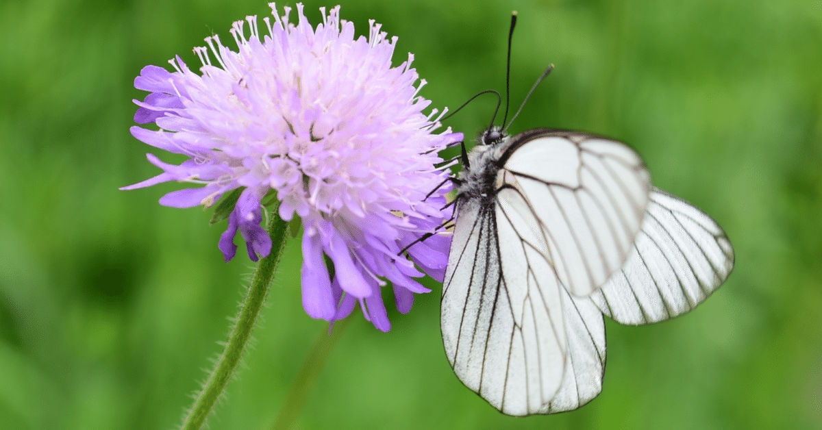 白石 折帖 虫 花など 四季折々の花をおりがみで美しく再現！ 人気クラフト作家