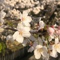 神様がくれた長いお休み ろなひ Note
