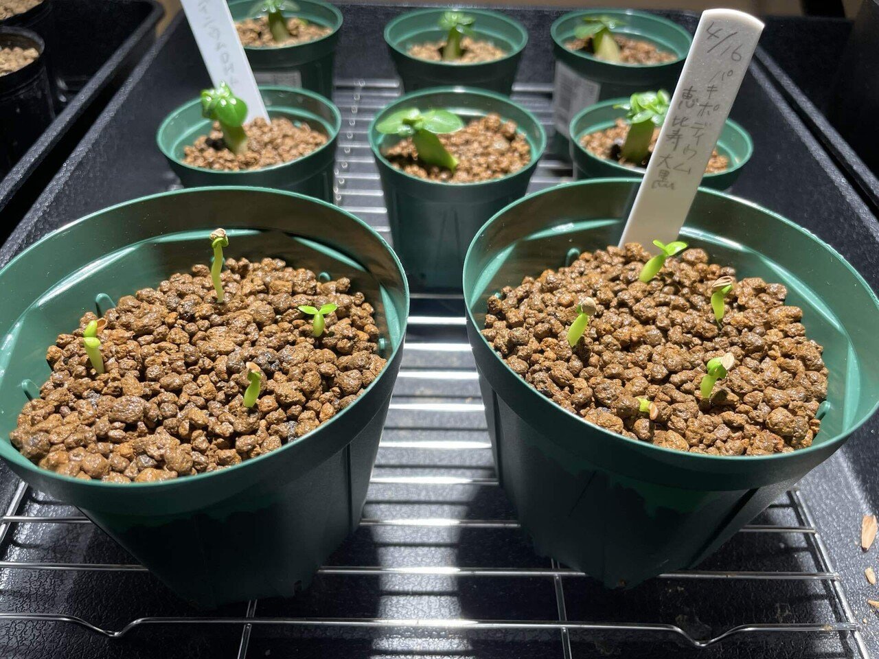 パキポディウム 種子 自家採種 4種 グラキリス 恵比寿笑い 大黒 マカイ