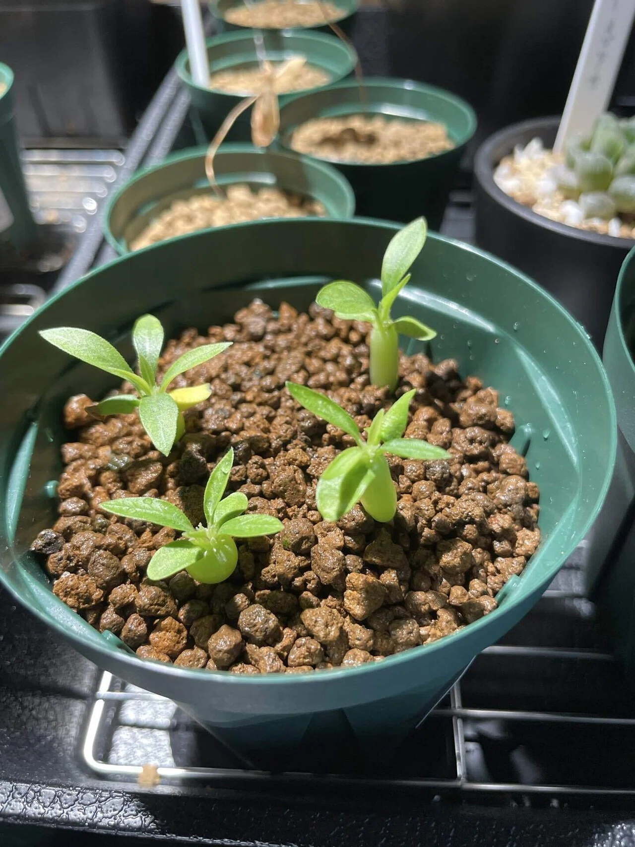 植物紹介(パキポディウム 恵比寿大黒)｜半人前育成者