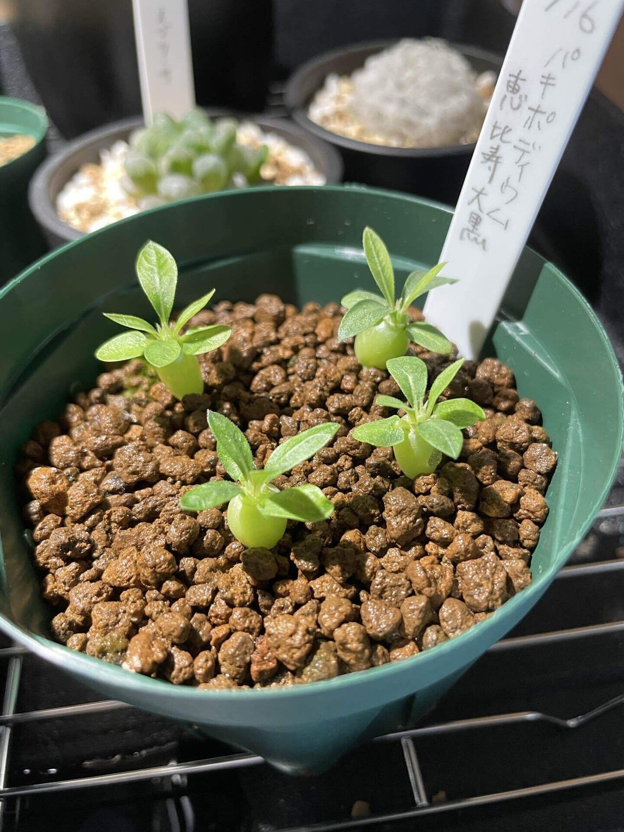 植物紹介(パキポディウム 恵比寿大黒)｜半人前育成者