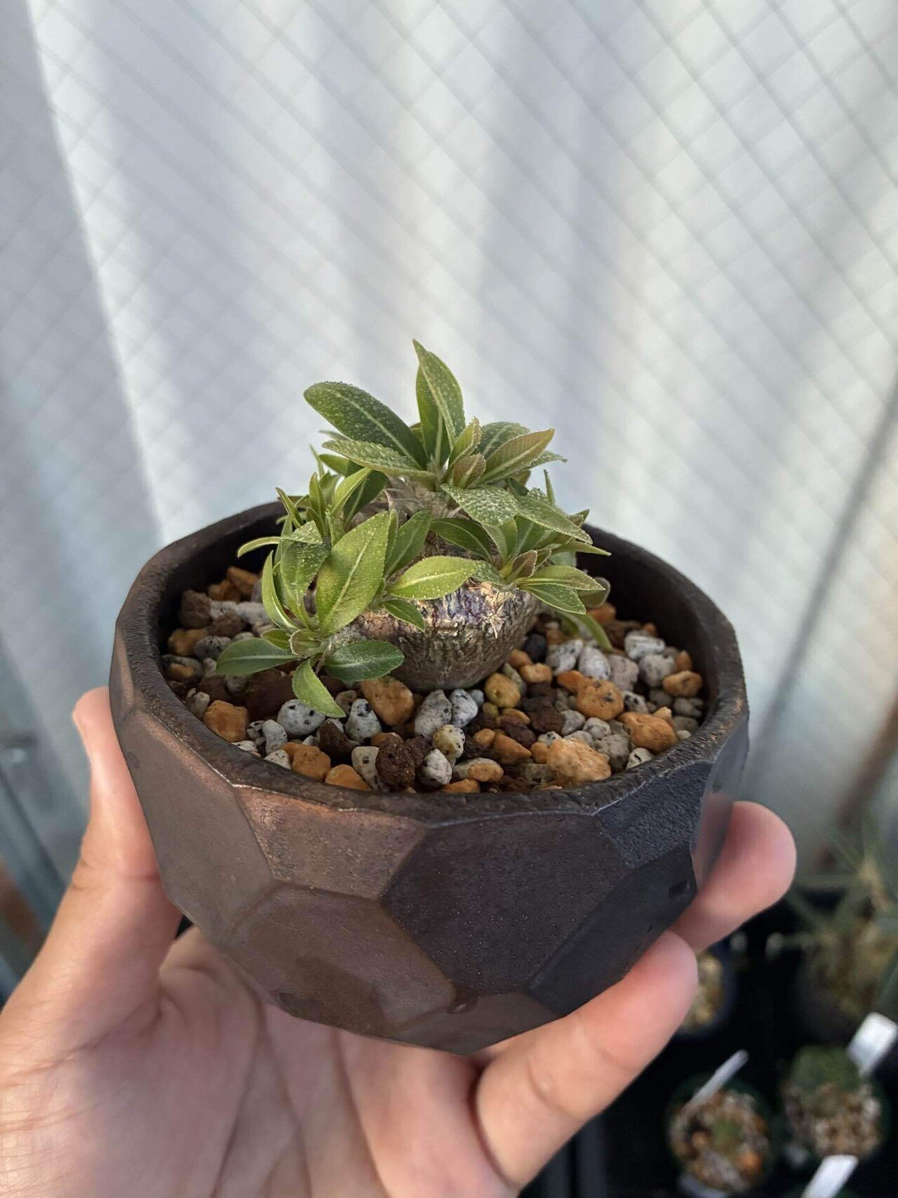 植物紹介(パキポディウム 恵比寿大黒)｜半人前育成者