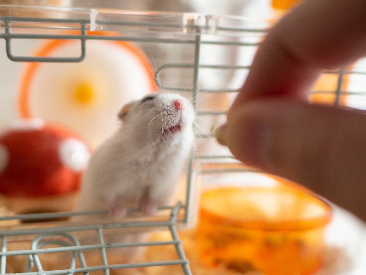 ハムスターを撮るために使っているカメラ機材について｜ぱる