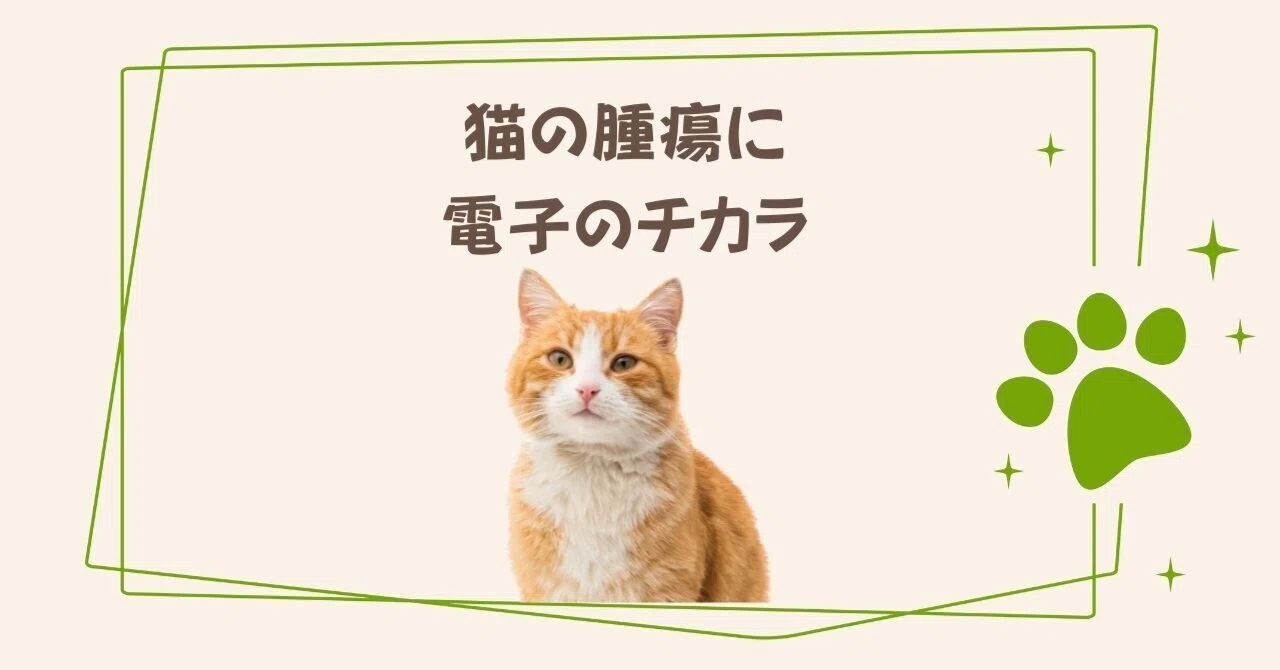 [Case Study] A 10-Year-Old Cat with a Tumor: Choosing Against Surgery ...