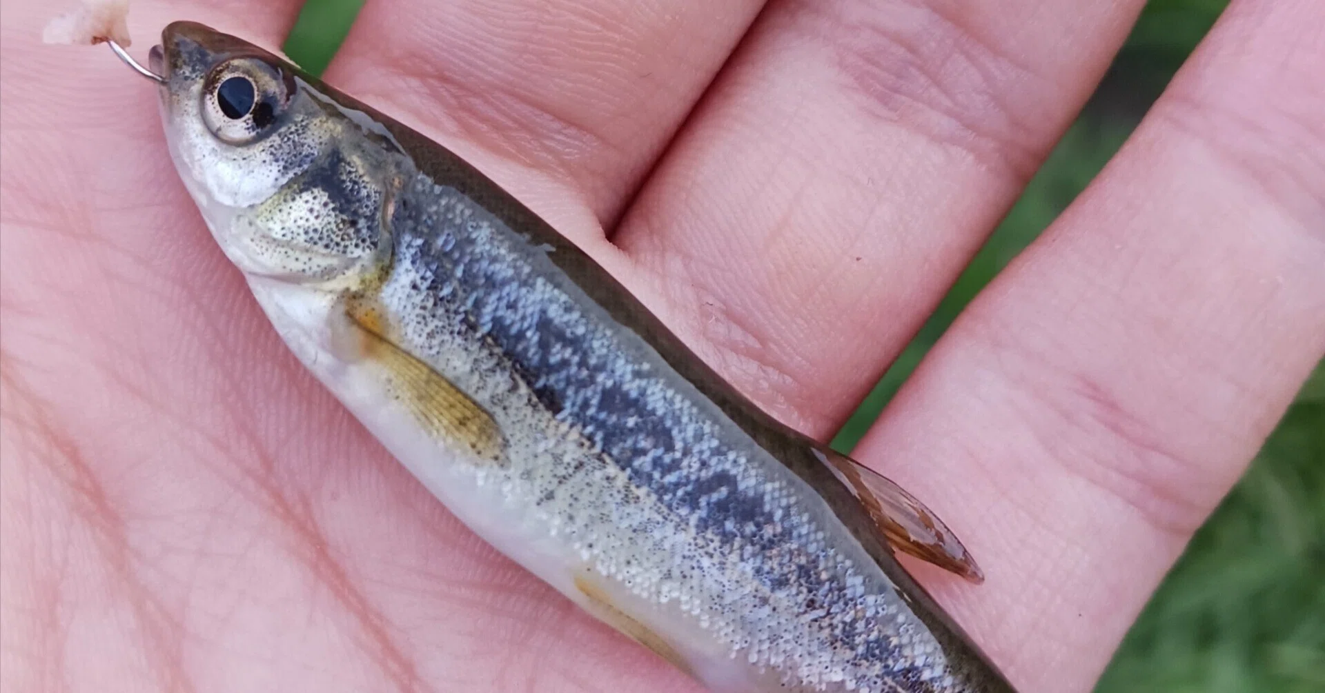 自己紹介 (釣り歴など)｜みっちーの釣りブログα
