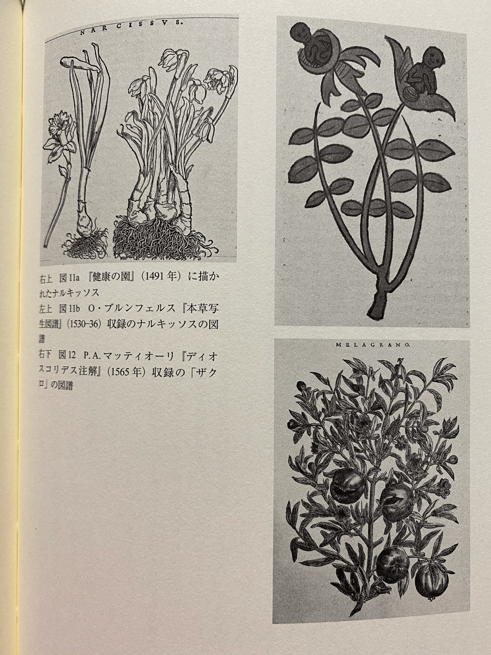 「夢想の庭園：ポリフィリとルネサンスの神秘」（フランス語） ルネサンス庭園の精神史:権力と知と美のメディア空間 | 桑木野