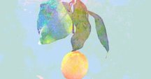 今日の一枚〜早川義夫『ひまわりの花』｜スガイヒロシa.k.aSugar