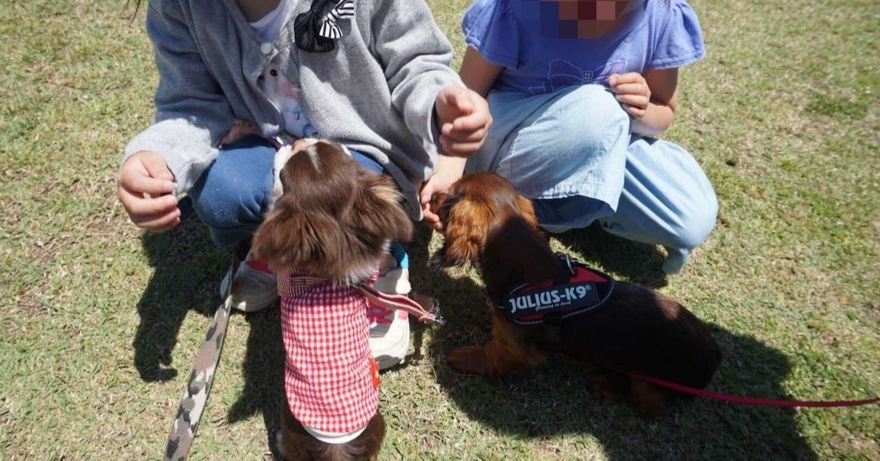 あまり知らない人と犬が挨拶するときに注意する点とやってはいけないこと Happywan Note