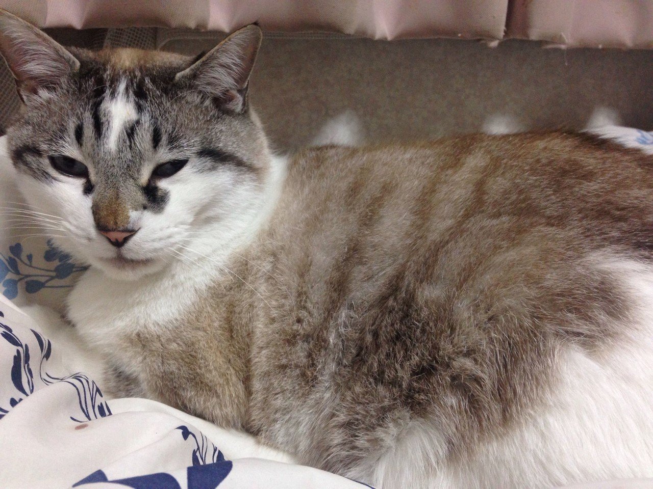 目つきは悪いけど性格は可愛いうちの愛猫 Tomo0111 映画と創作と初心者だけど麻雀 Note