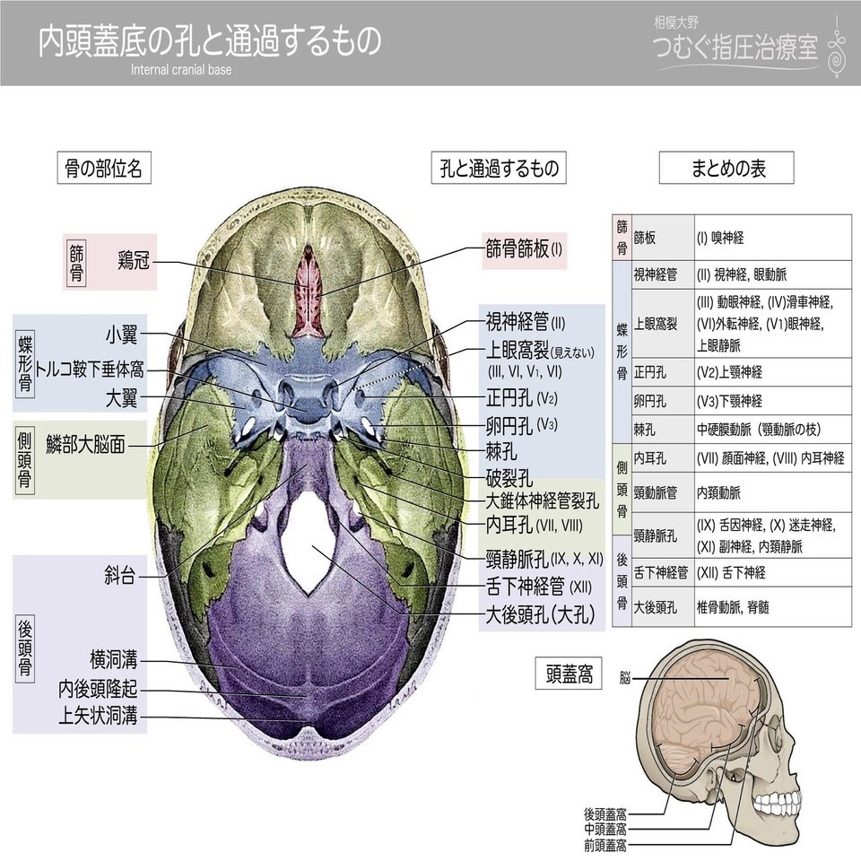 内頭蓋底の孔と通過する神経 血管 効率良い記憶法 かずひろ先生 黒澤一弘 解剖学 Note